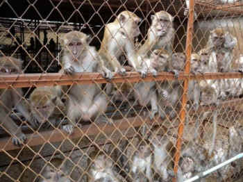 monkey breeders