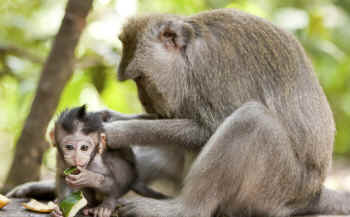 monkey breeding