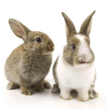 cosmetics testing on animals