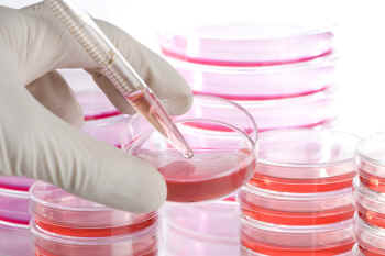 cosmetics testing on animals