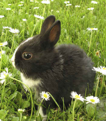 cosmetics testing on animals