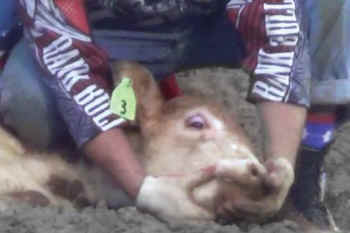 rodeo cruelty