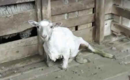 wool cruelties