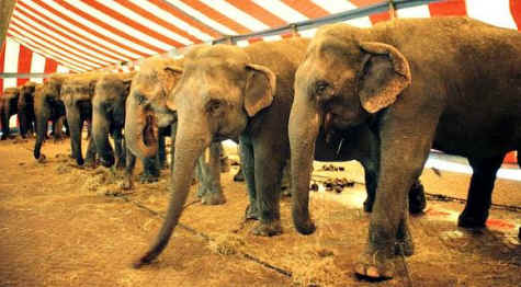 Travelzoo elephant abuse