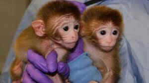 baby monkeys