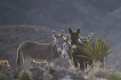 wild burros