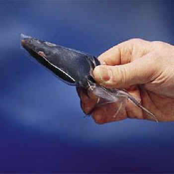 mouse in full body restrainer