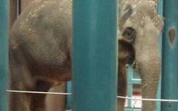 chai zoo elephant