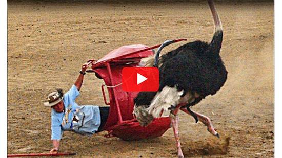 ostrich chariot races