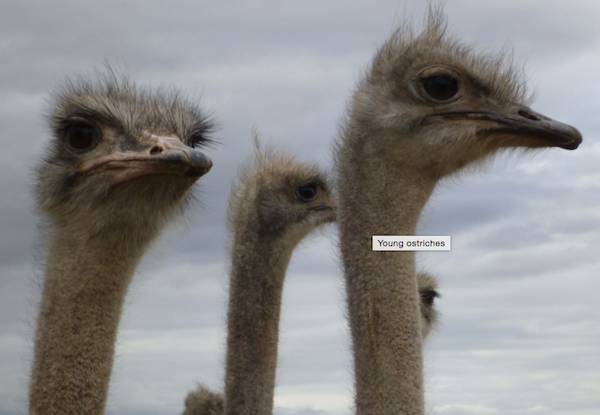 ostriches