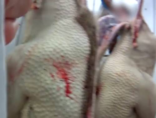 defeathered ostriches