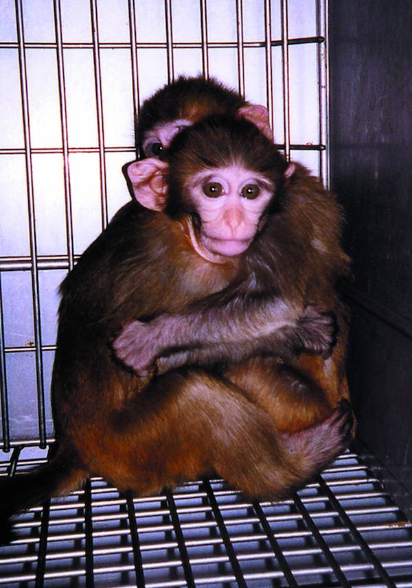 lab monkeys hugging