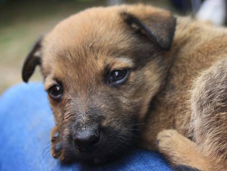 buying animals online