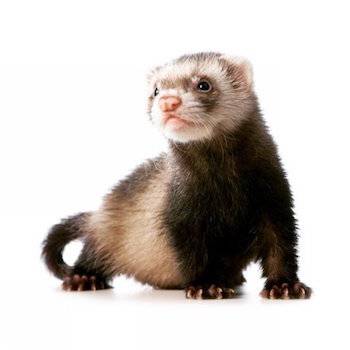 ferret