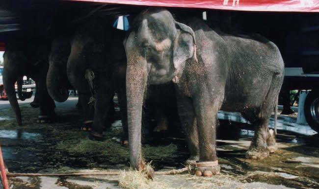 tethered elephant