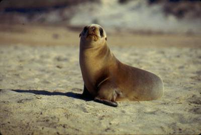 sea lion