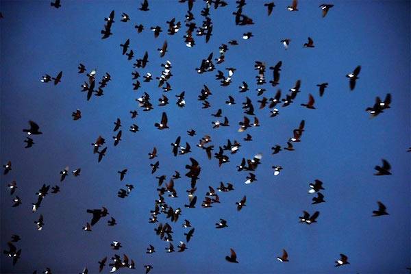 pigeon fly by night