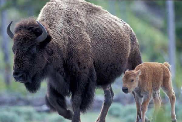 bison and calf