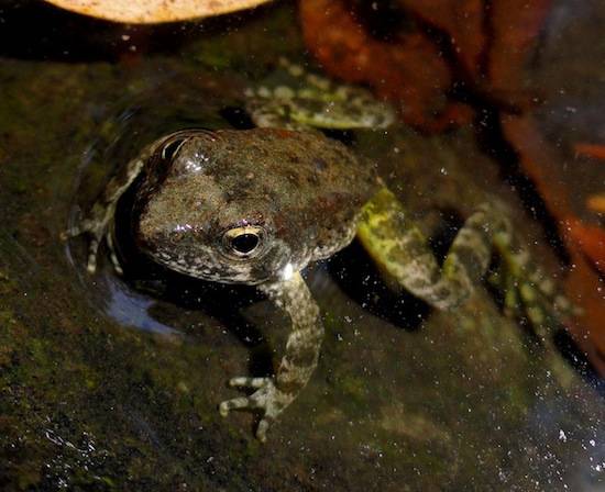 yellow-legged frog