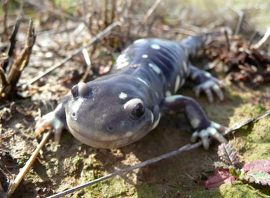 tiger salamander