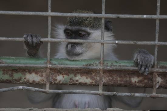 gaza zoo