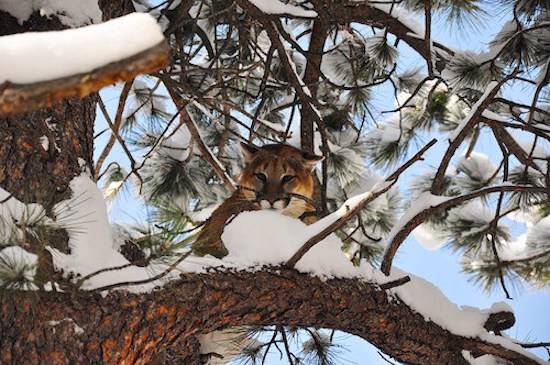 cougar