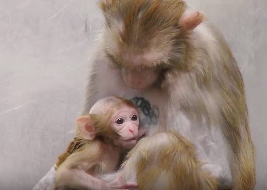 lab monkey and baby