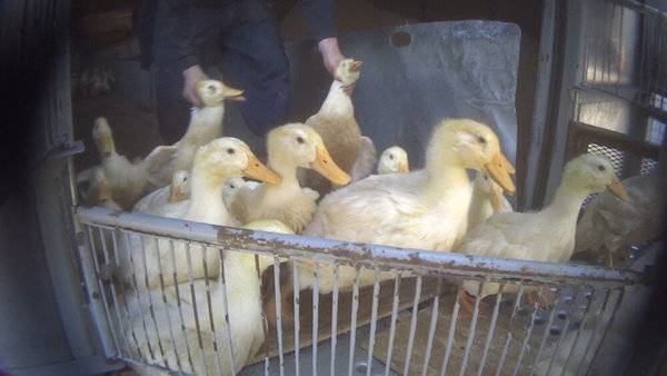 farmed ducks