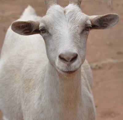 goat