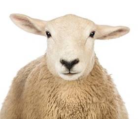 sheep