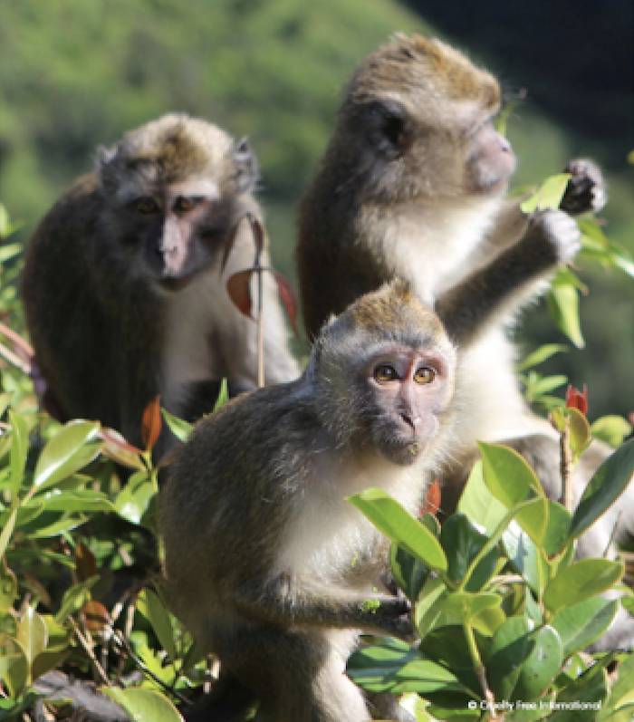 mauritius wild monkeys