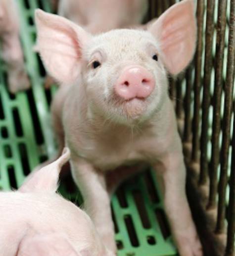 piglet