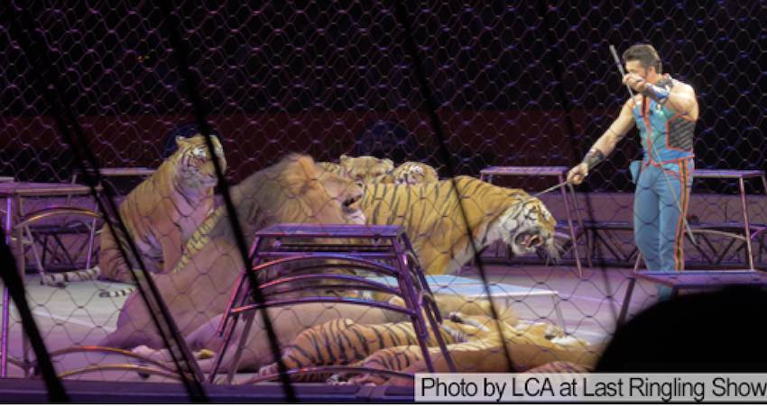 ringling tigers