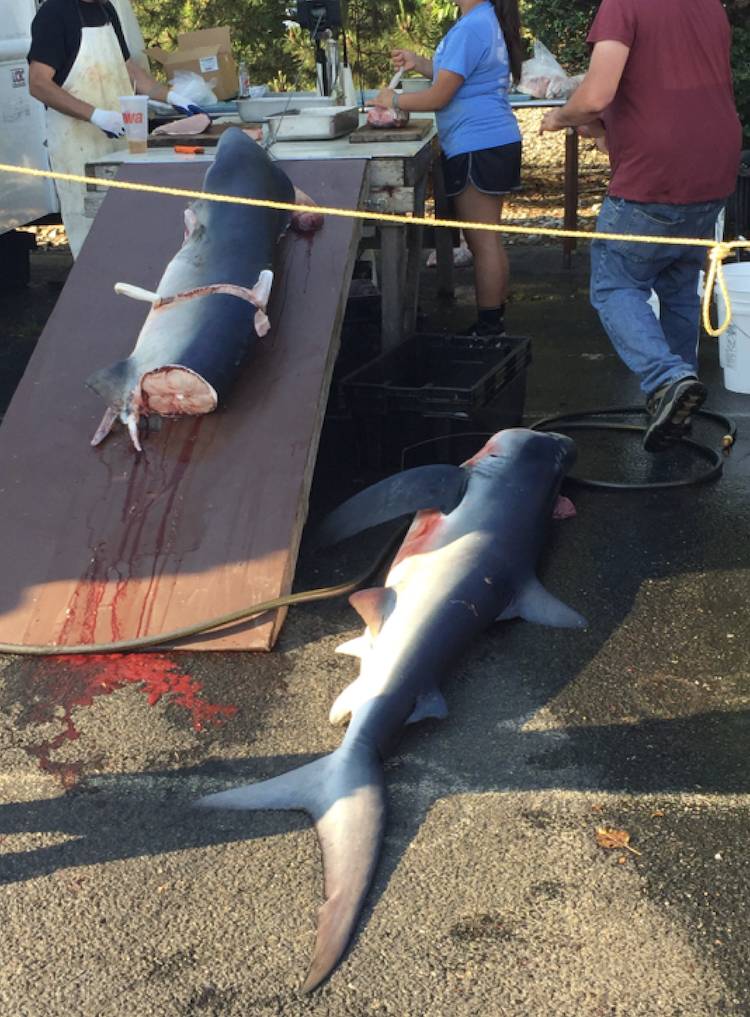 killing sharks