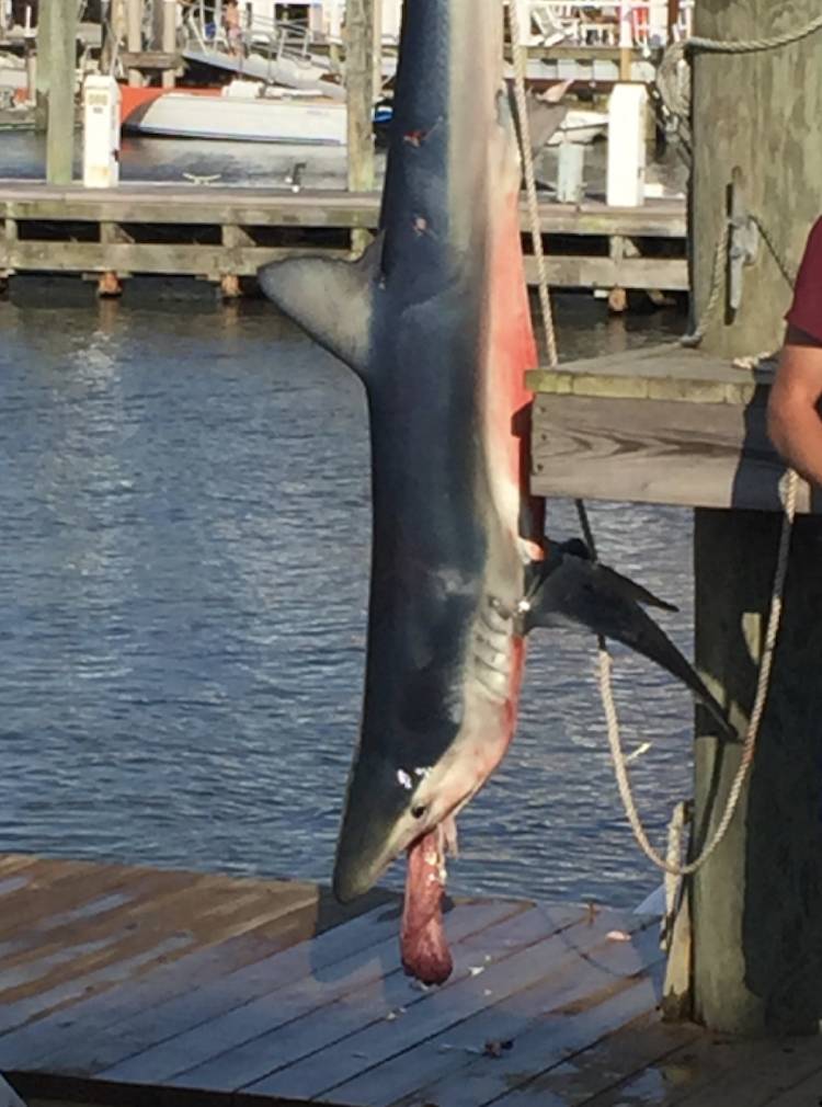 dead shark