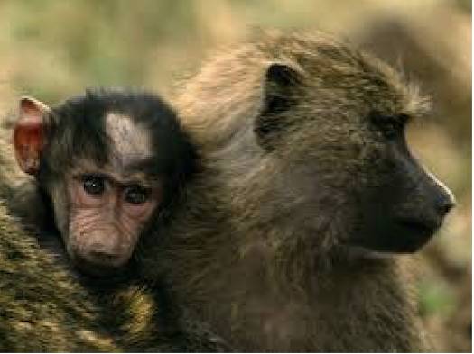 baboons