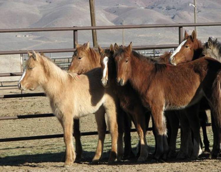 wild horses and burros