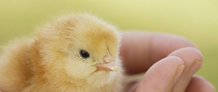 baby chick