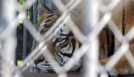 Tony the Tiger