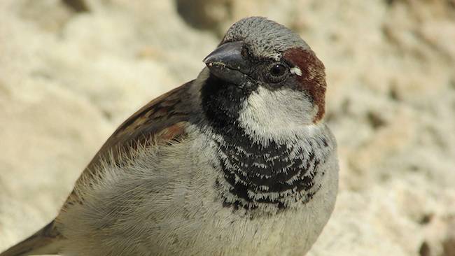 songbird