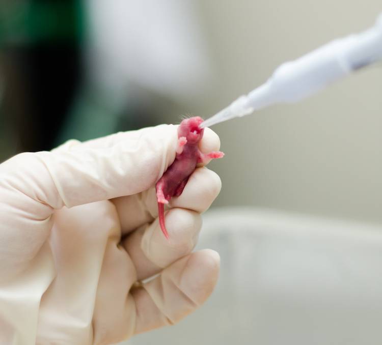 neonatal rat
