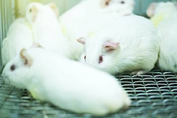 tortured guinea pigs