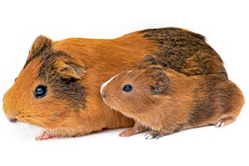 guinea pigs