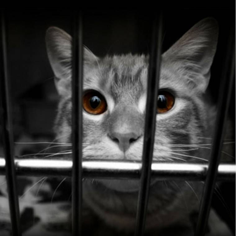 caged kitten