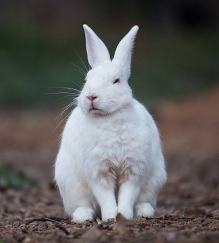 white rabbit