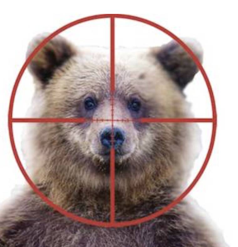 grizzly bear target