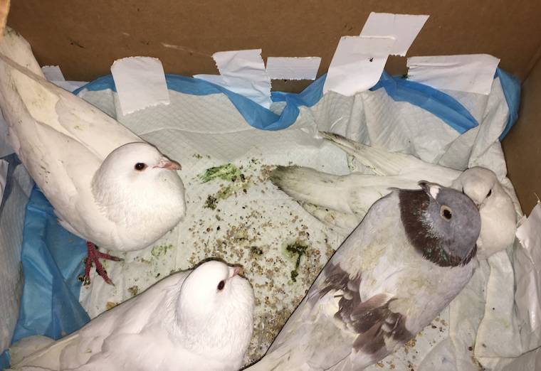 rescued pigeons