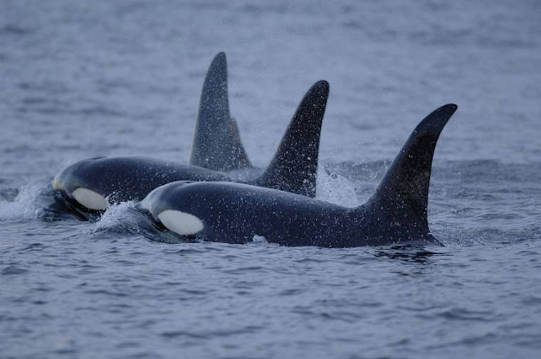 Orcas