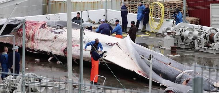 harpooned dead whale