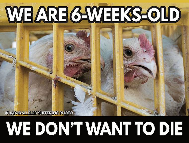 chicks kaporos